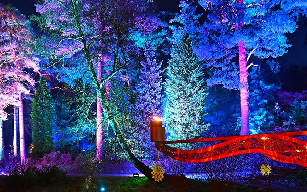 Christmas at Bedgebury