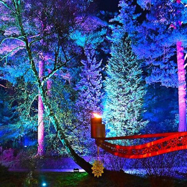 Christmas at Bedgebury