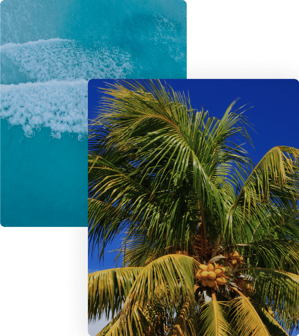 palm tree / ocean