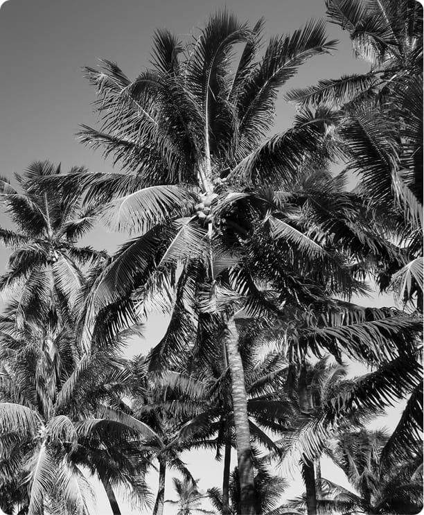 Black and white image of palm trees