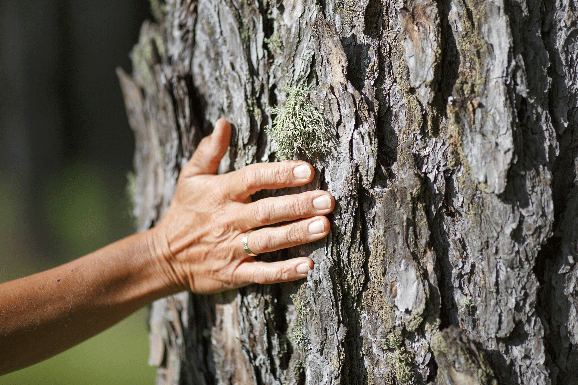 Closeup d'une main sur l'écorce rugueuse d'un arbre