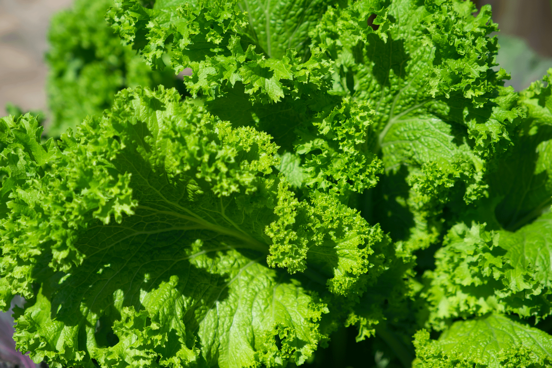 Close-up of a head of lettuce