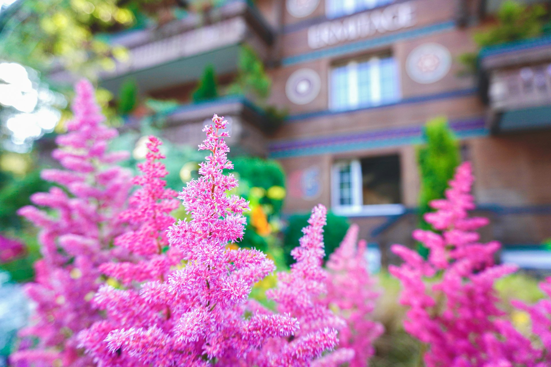 Fleurs roses devant une maison en bois