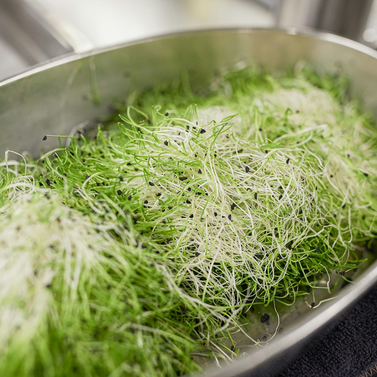 Ermitage Culinary Sprouts in sieve