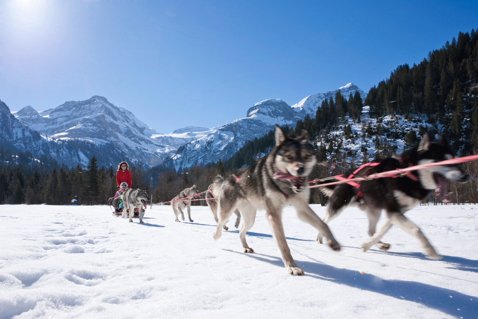 Hunde ziehen einen Schlitten durch die verschneite Berglandschaft