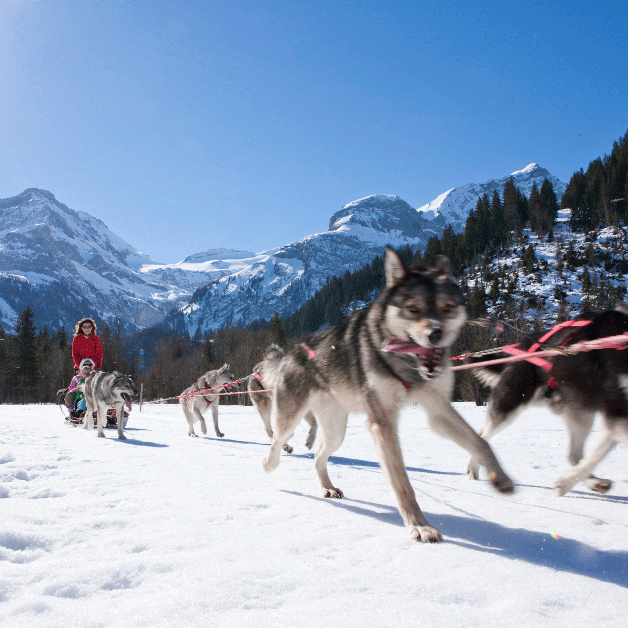 Dog sledding in the Saanenland Dogs pull a sled through the snowy mountain landscape