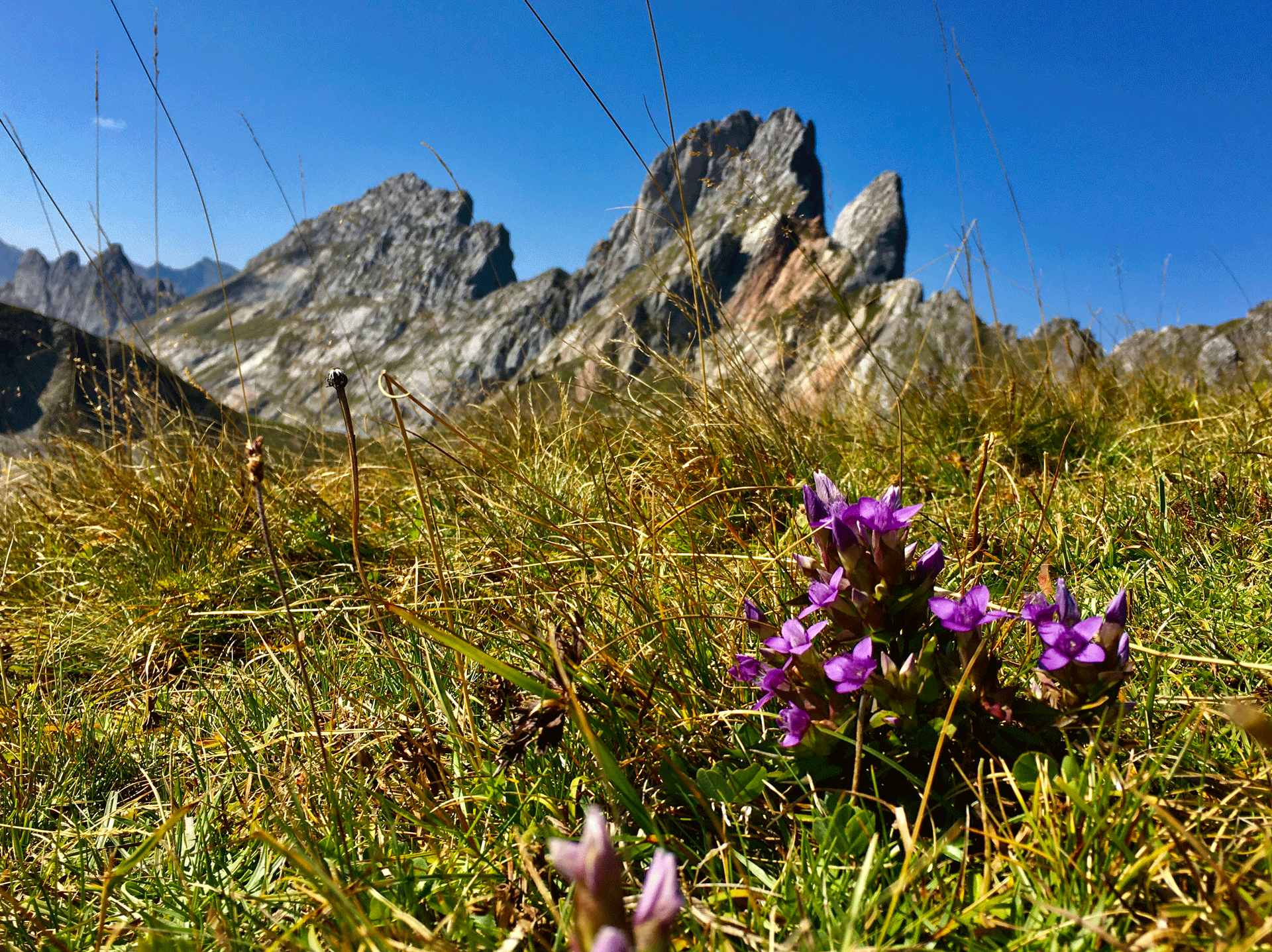 Enzian in der Berglandschaft
