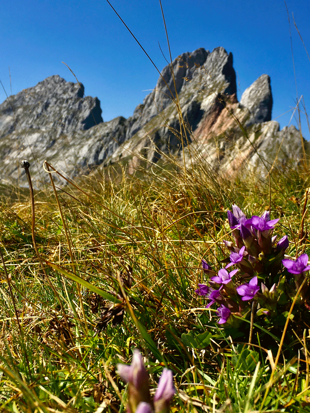 Hiking in the Saanenland Gentian in the mountain landscape