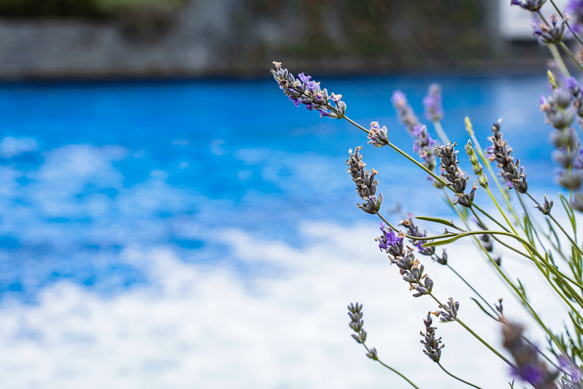 Lavendelblüte vor Swimmingpool