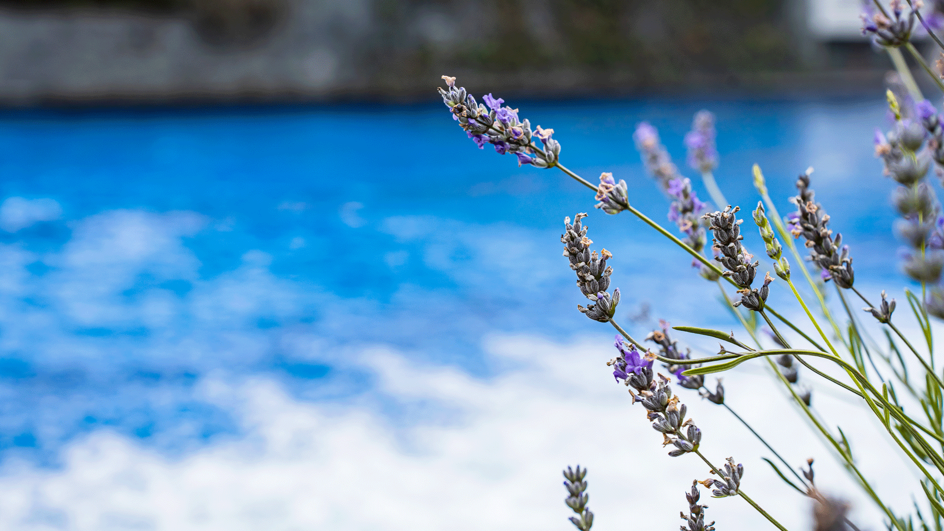 Lavender at the Hotel Ermitage Lavender blossom in front of the swimming pool