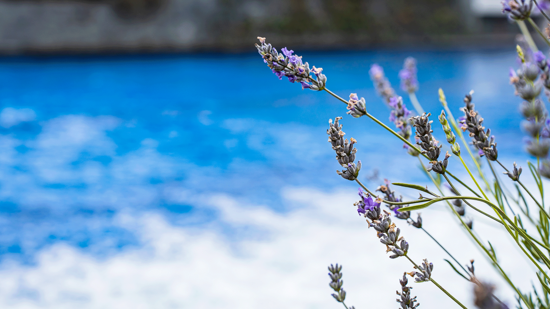 Lavendel im Hotel Ermitage Lavendelblüte vor Swimmingpool