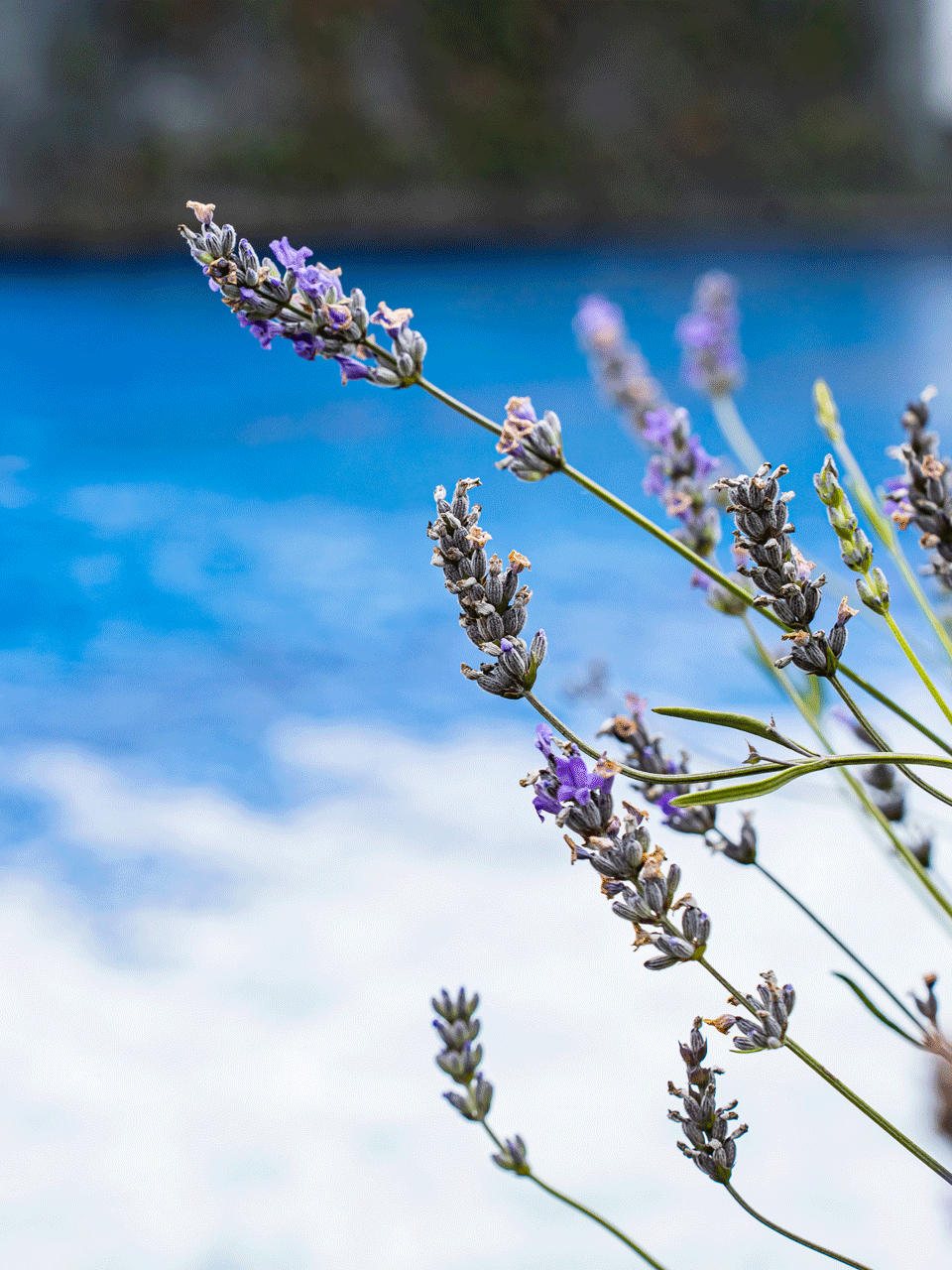 Lavender at the Hotel Ermitage Lavender blossom in front of the swimming pool