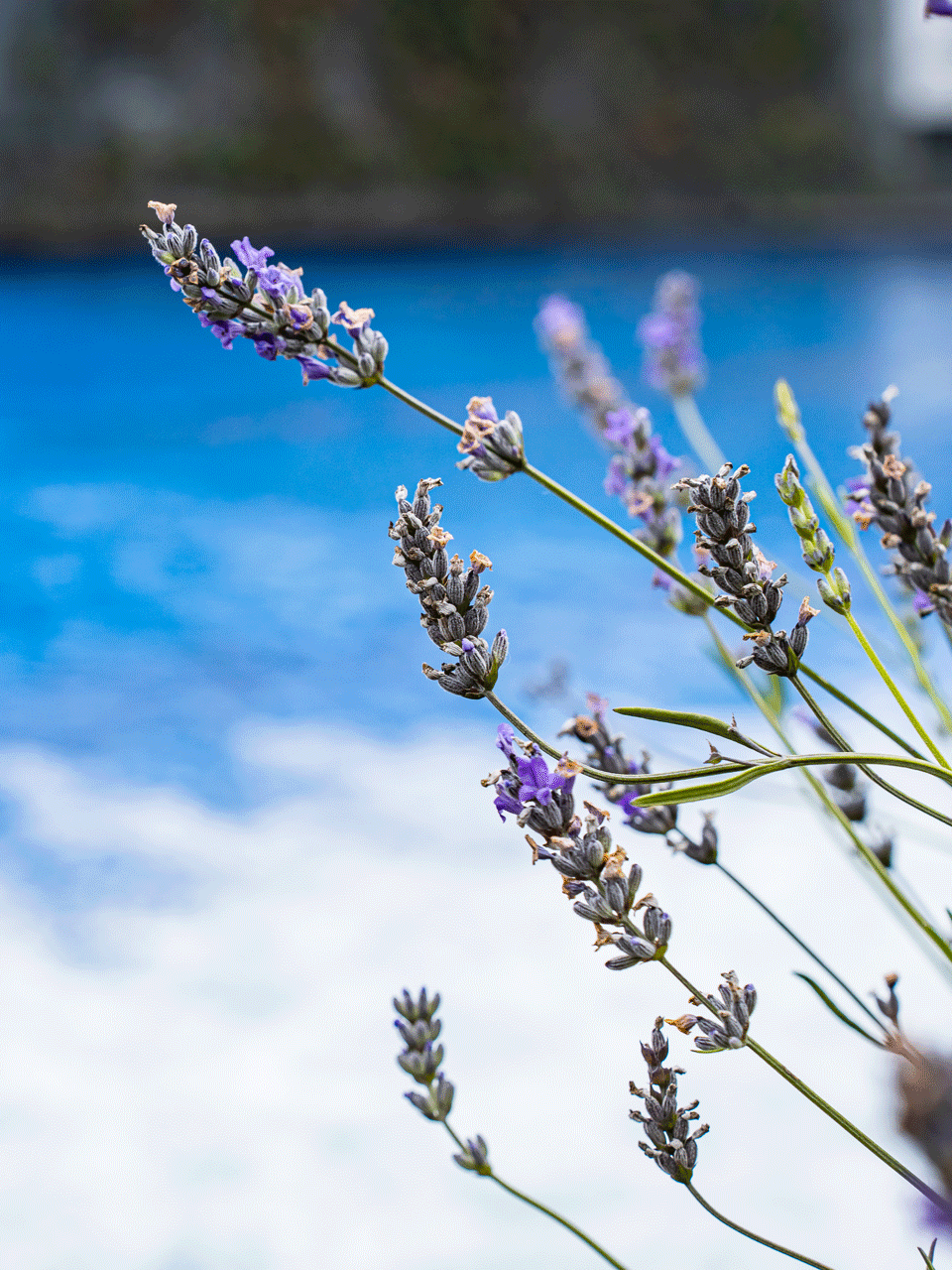 Lavendel im Hotel Ermitage Lavendelblüte vor Swimmingpool
