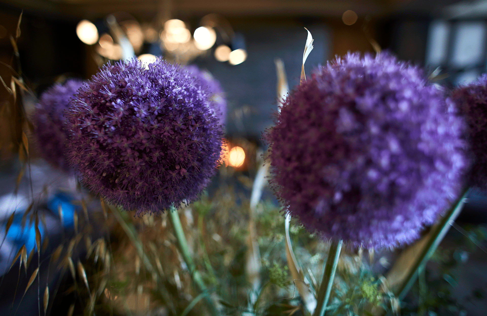 Ronde de fleurs violettes de près