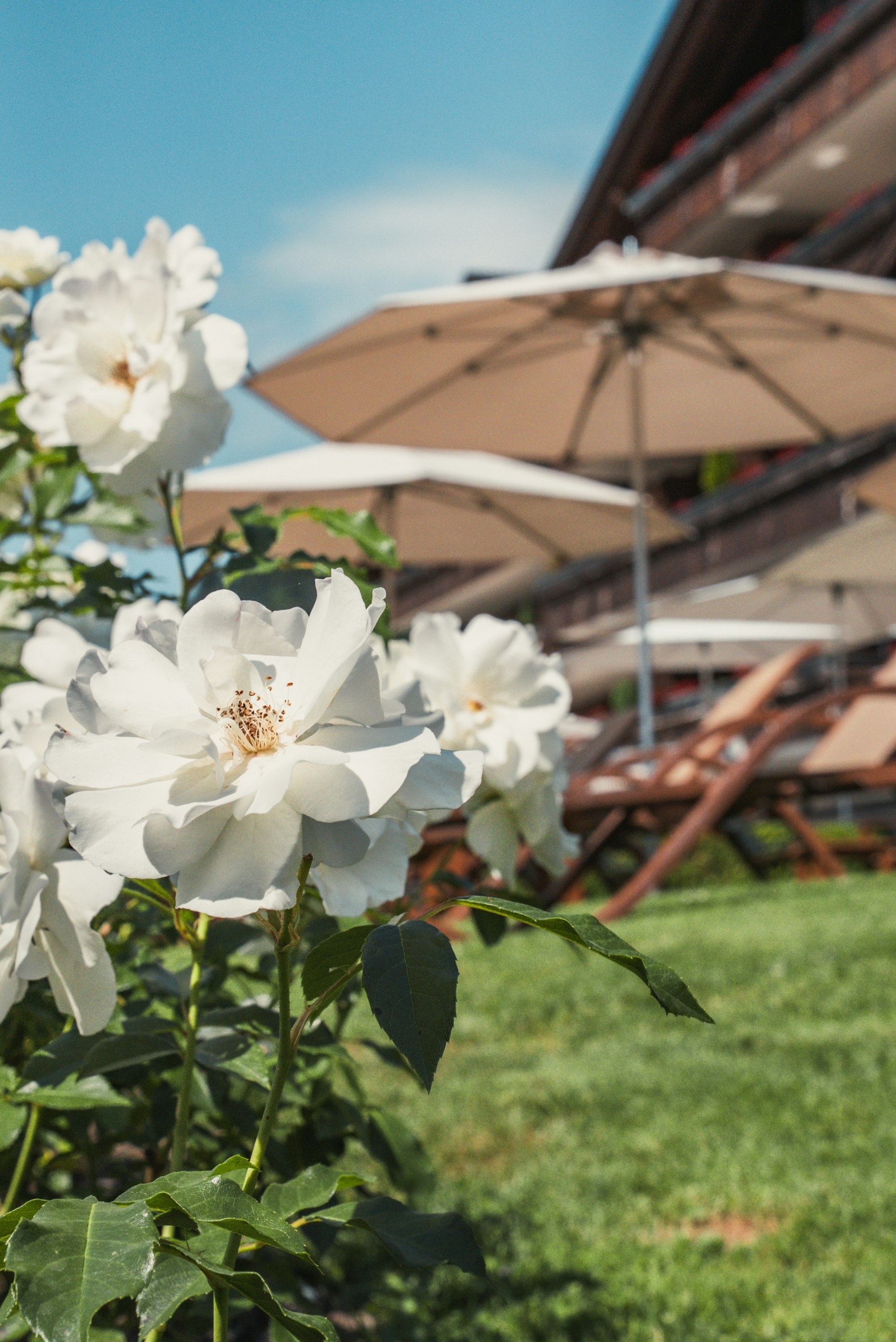 Fleurs, parasols et chaises longues dans le parc de l'Ermitage