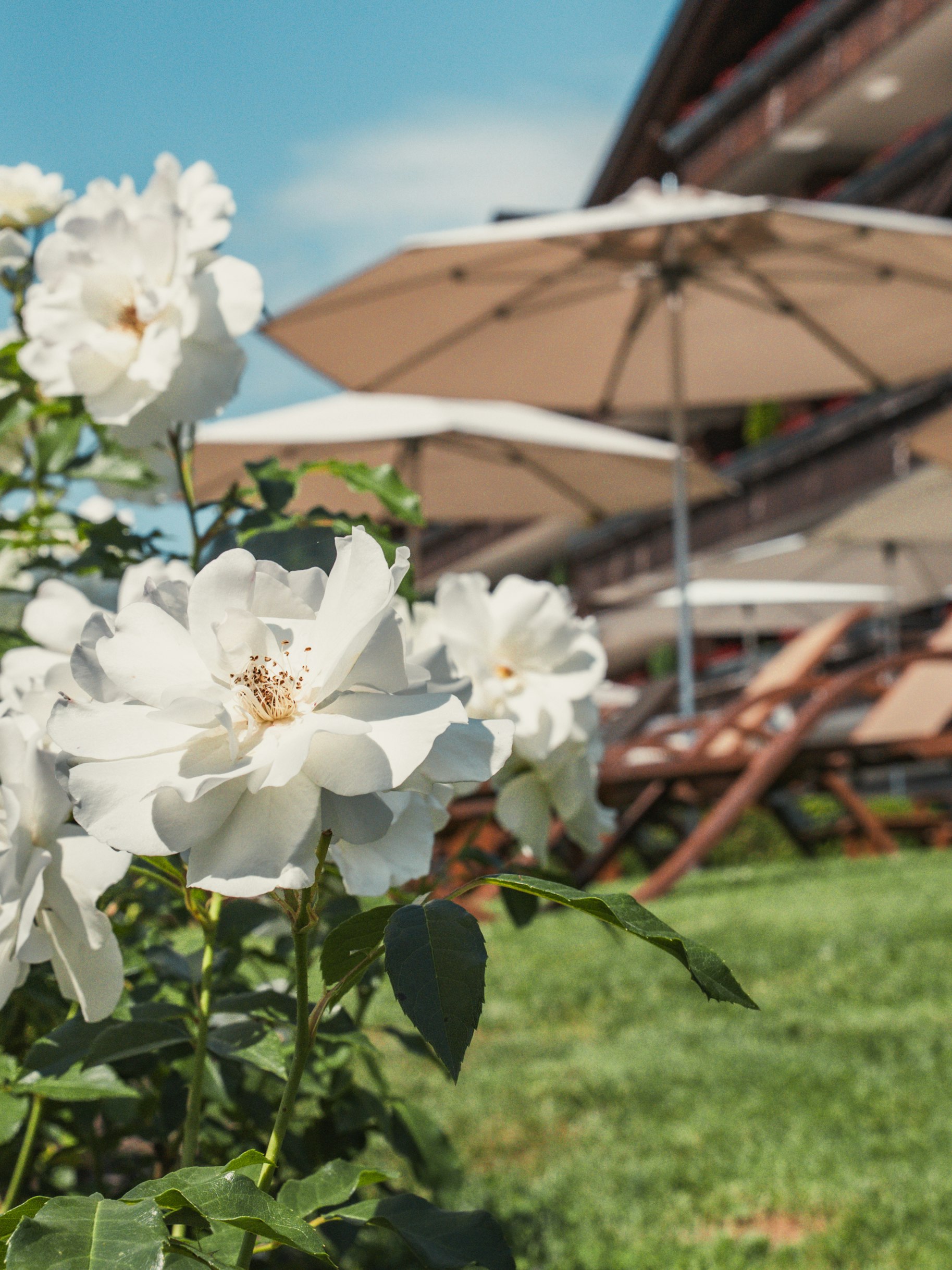 Park, flowers, Ermitage Flowers, parasols and sun loungers in Ermitage Park