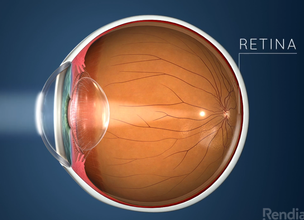 retina