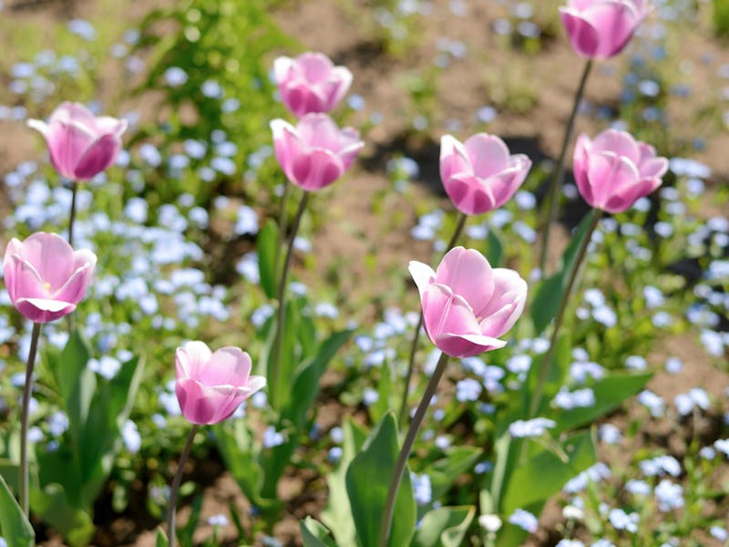 picture of pink flowers in the field with blue flowers