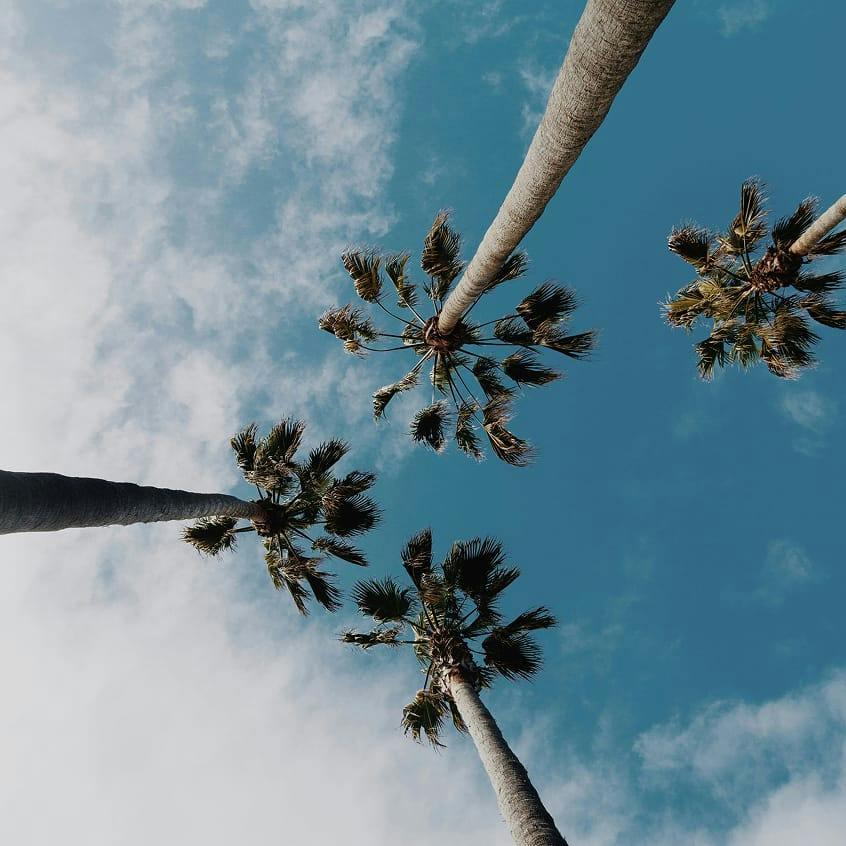 palm trees