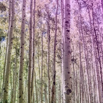 wood_square wood_square