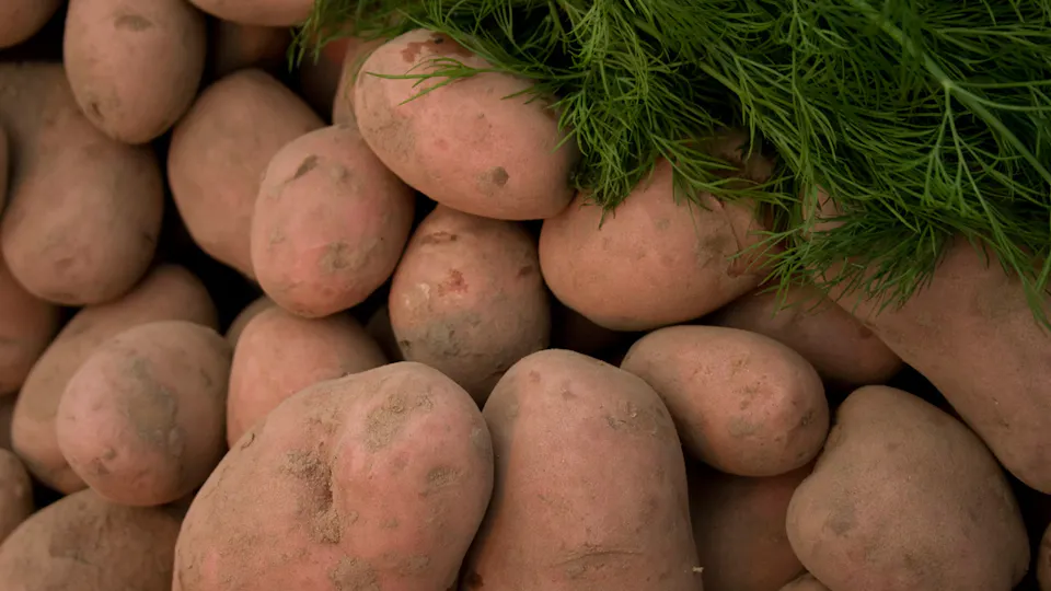 A pile of fresh, unpeeled potatoes with dirt still on their skin is topped with a bunch of vibrant green dill, showcasing an organic and rustic agricultural display.