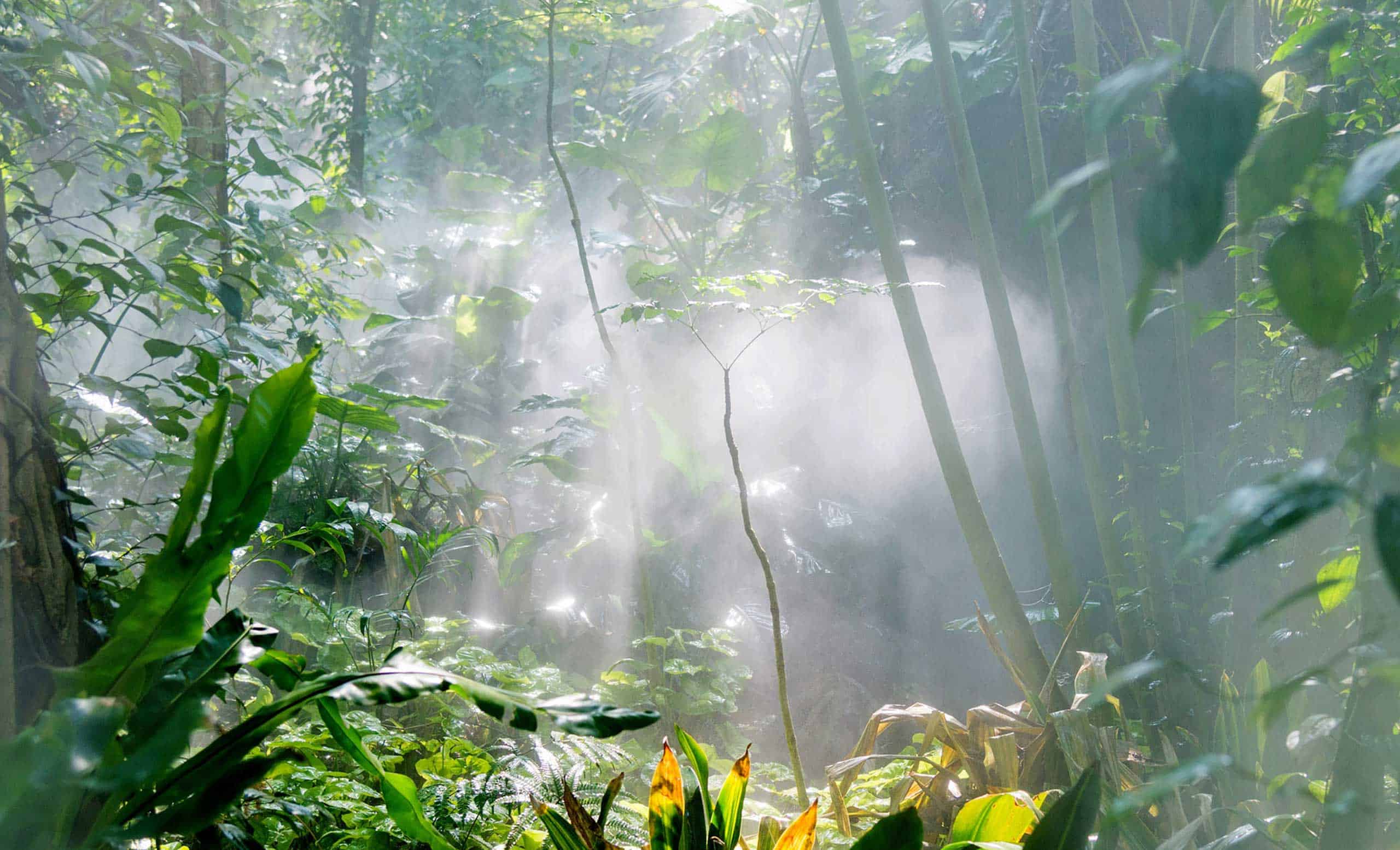Dense jungle with lush greenery, through which diffused sunlight streams, creating a mystical veil of mist reminiscent of sustainable and natural environmental protection solutions such as ‘Clean Water Solutions by DAS Environmental Experts’.