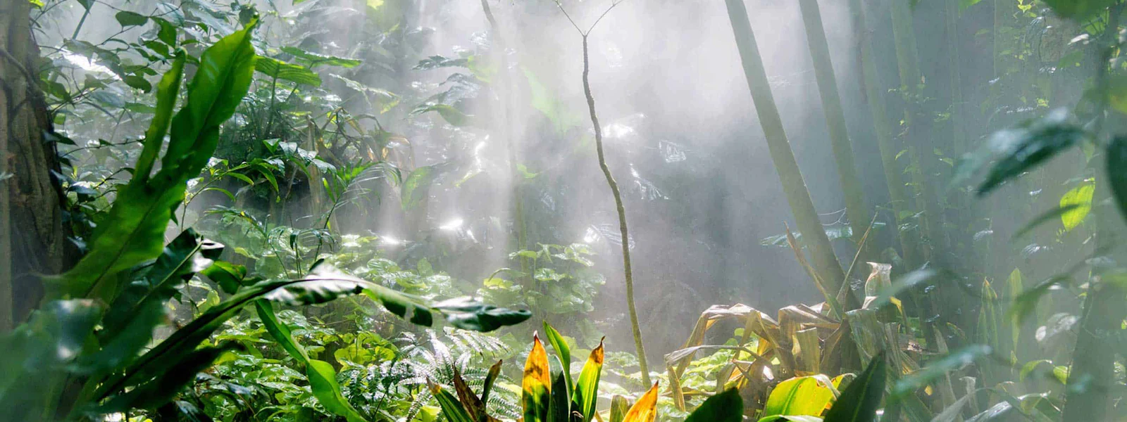Key Visual BUW Jungle Dense jungle with lush greenery, through which diffused sunlight streams, creating a mystical veil of mist reminiscent of sustainable and natural environmental protection solutions such as ‘Clean Water Solutions by DAS Environmental Experts’.