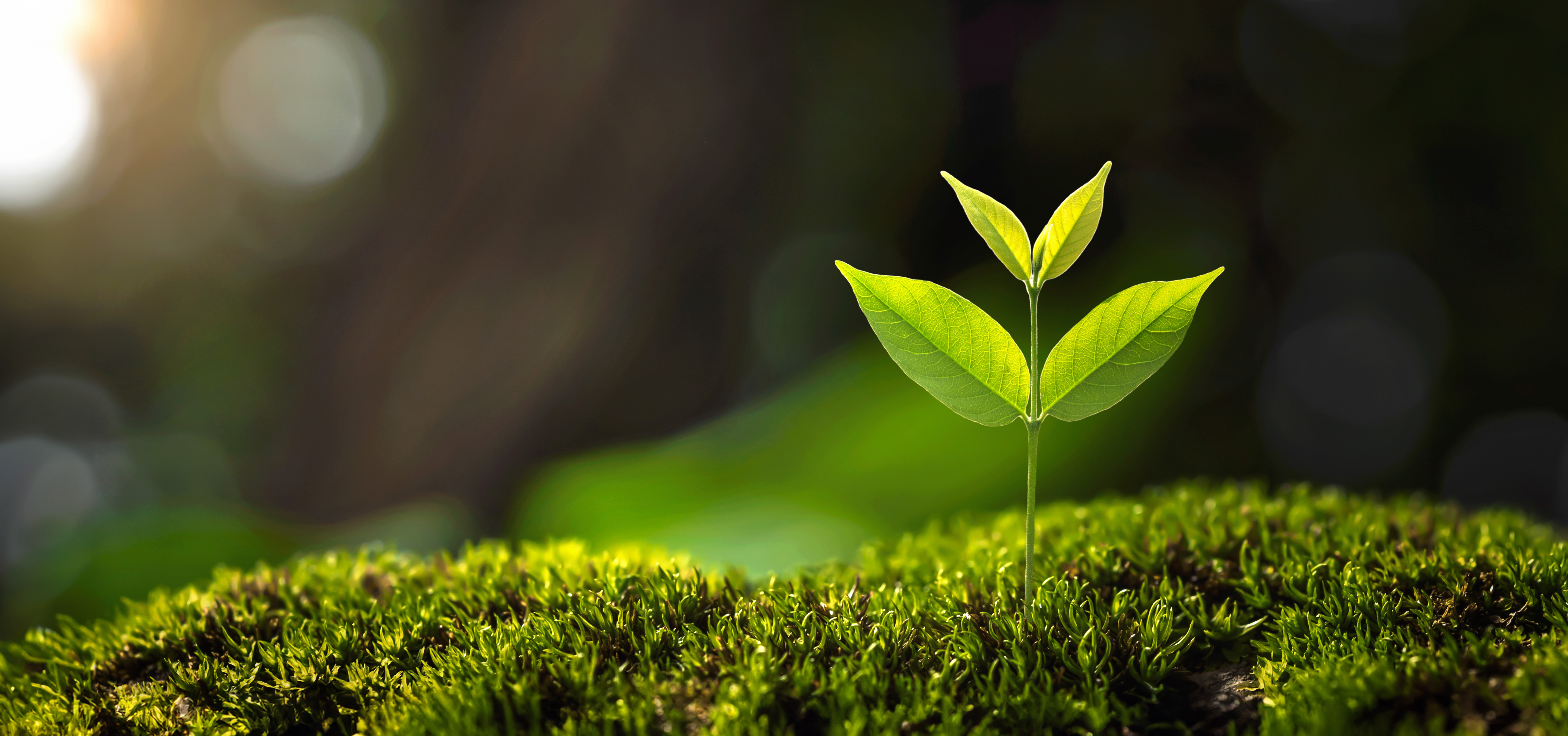 Growing plant on moss-covered ground