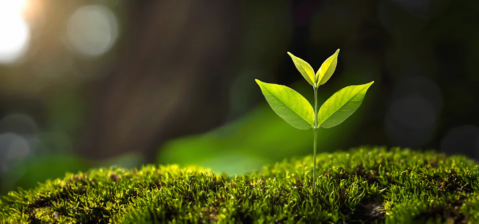 幼苗 小幼苗在草地中成長