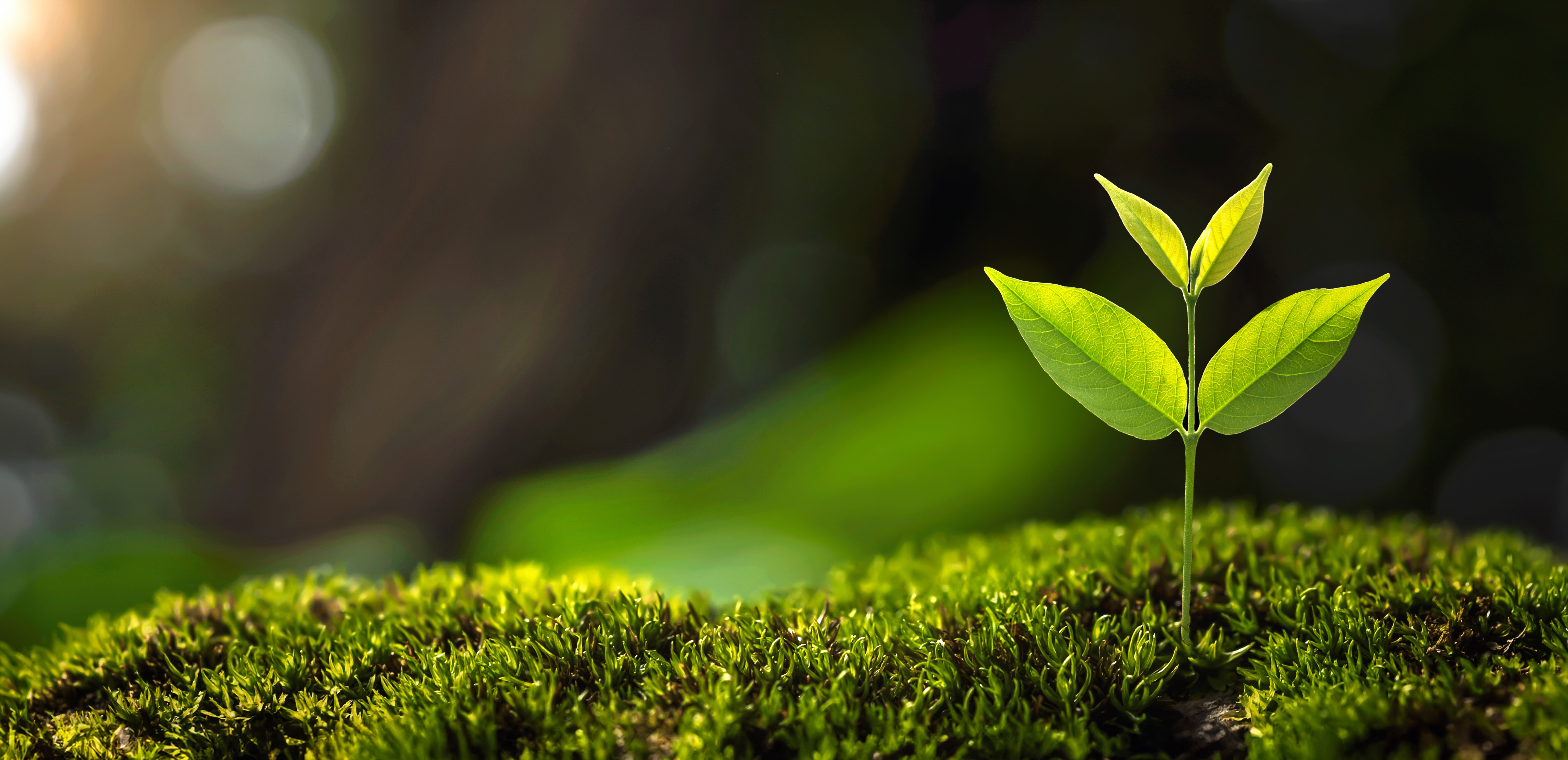 A vibrant green seedling with two small leaves emerges from a lush bed of moss, set against a blurred natural background, symbolizing new growth and the start of life.