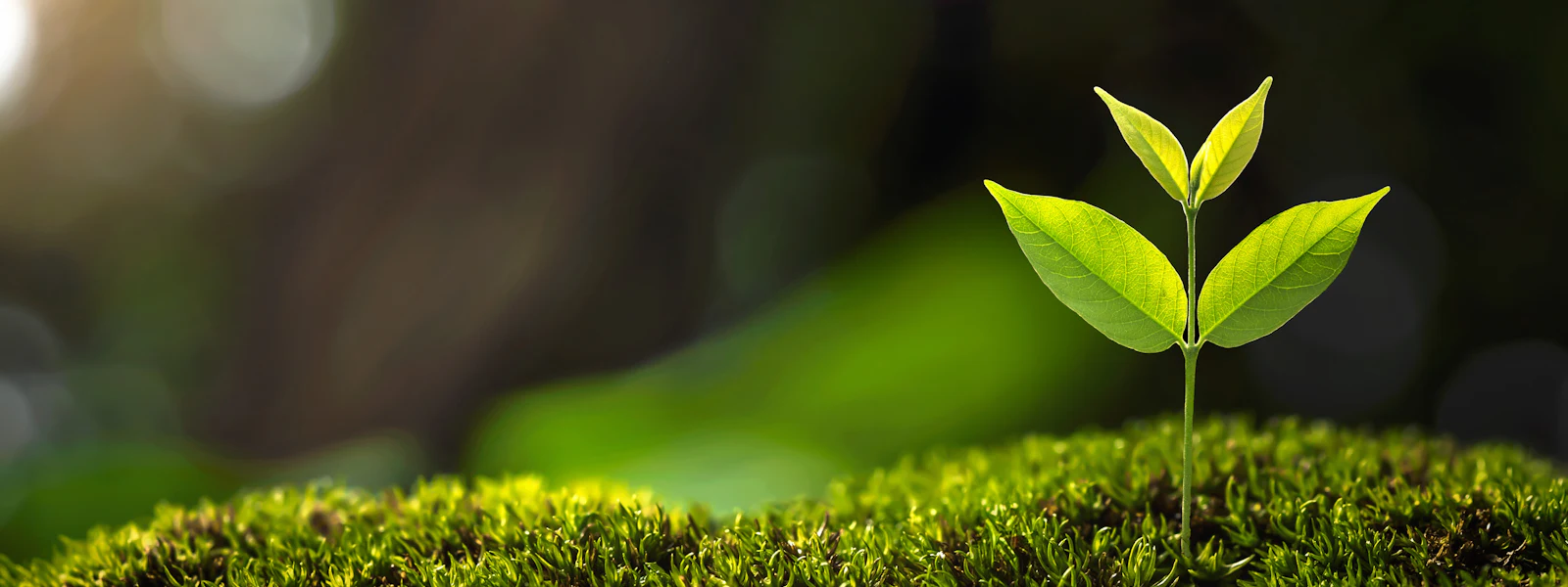 A vibrant green seedling with two small leaves emerges from a lush bed of moss, set against a blurred natural background, symbolizing new growth and the start of life.