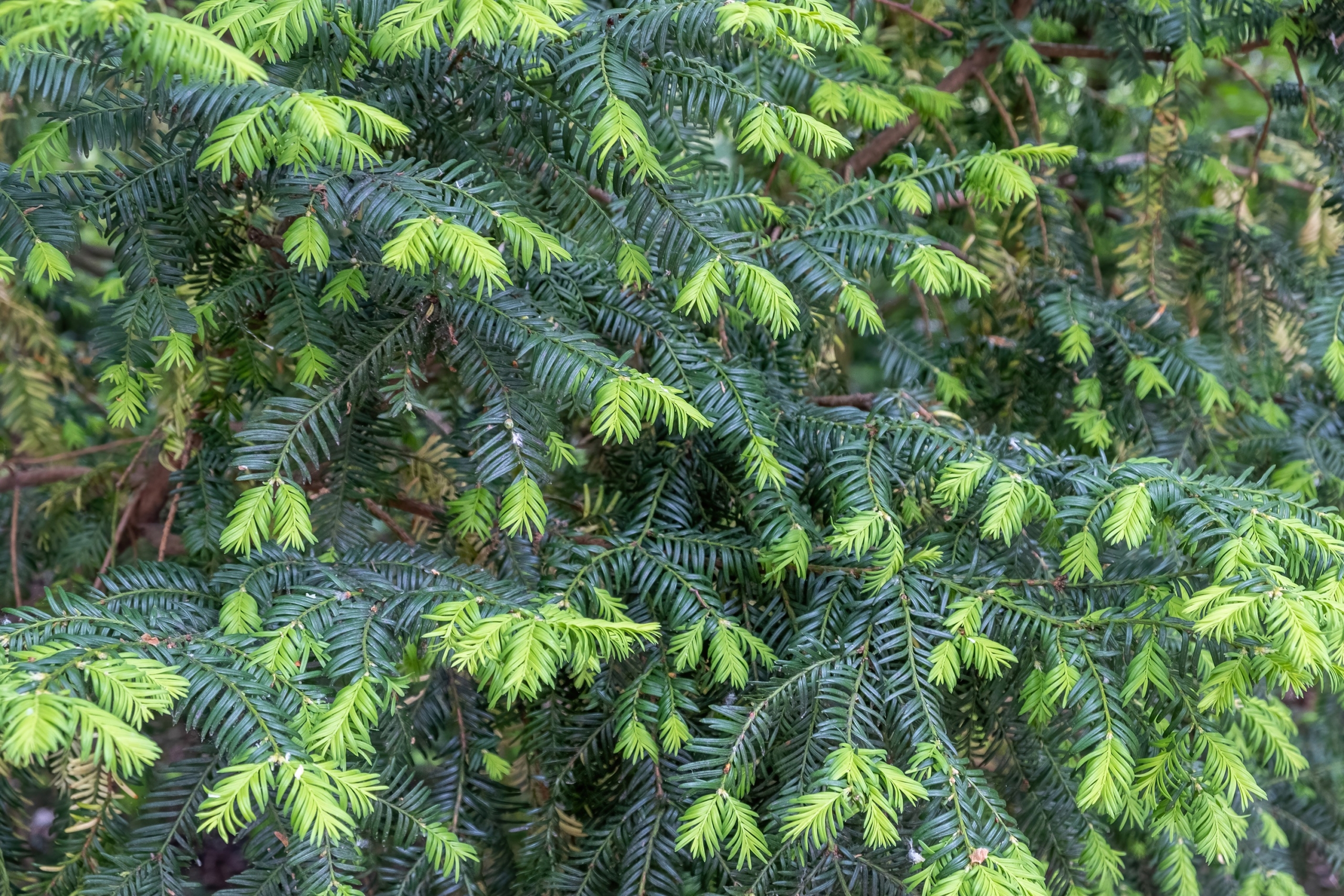 Lush evergreen branches of a yew tree, displaying vibrant green needle-like leaves, create a dense, natural texture.