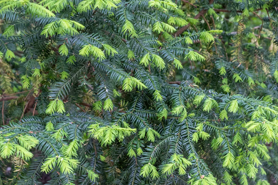 Hemlock Tree Lush evergreen branches of a yew tree, displaying vibrant green needle-like leaves, create a dense, natural texture.
