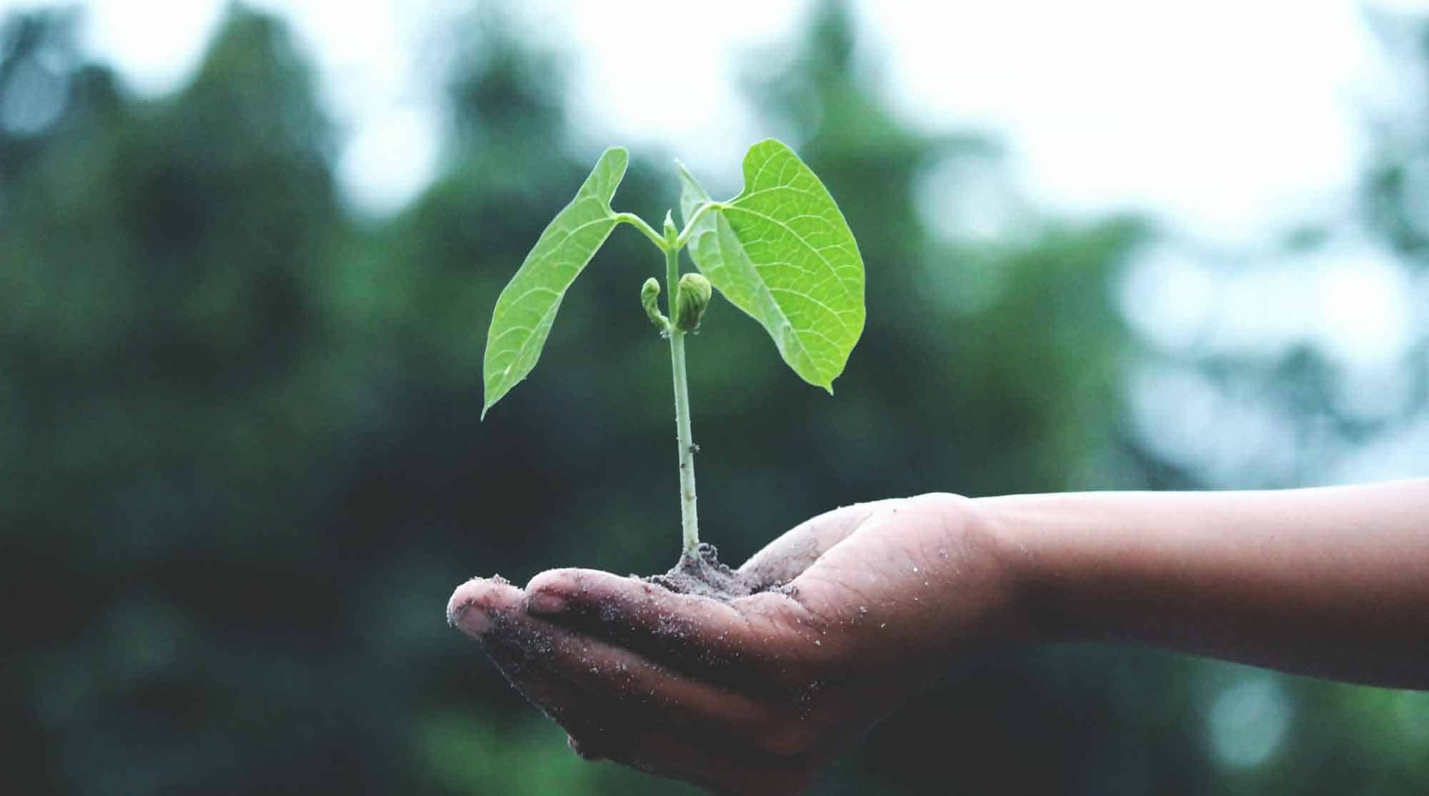 A person's hand gently holds a small bean plant with vibrant green leaves, symbolizing growth and sustainability against a blurred natural background.