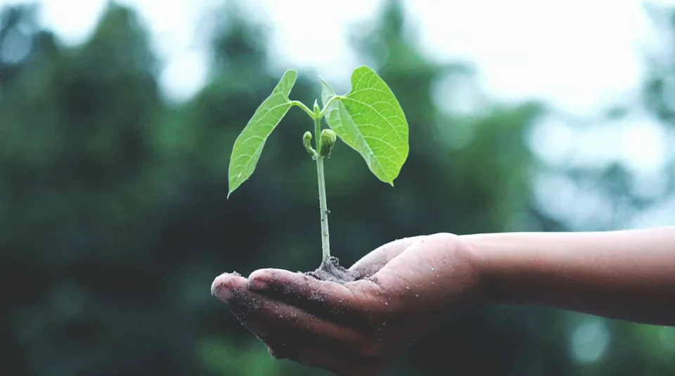 Environmental Protection A person's hand gently holds a small bean plant with vibrant green leaves, symbolizing growth and sustainability against a blurred natural background.