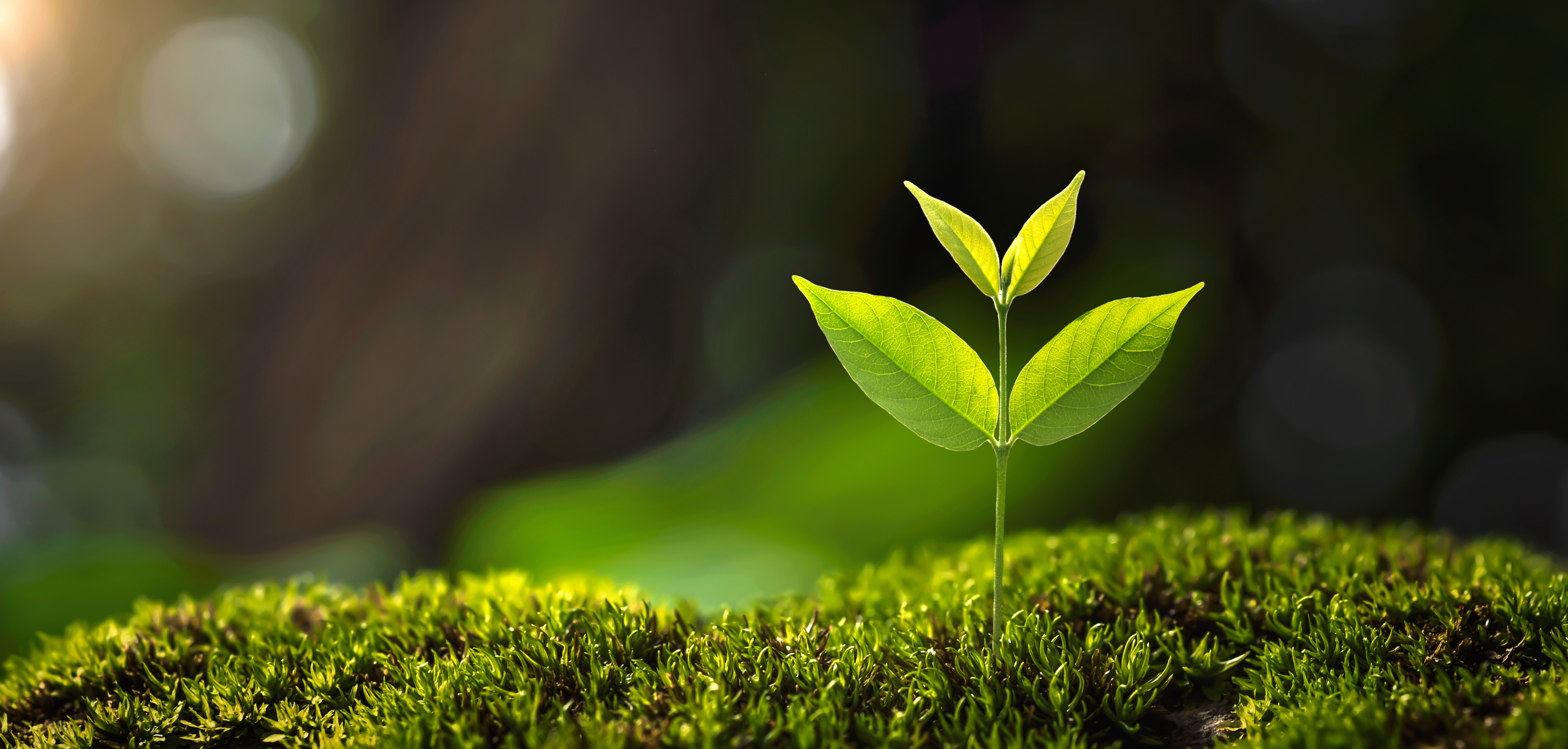 Small green seedling growing out of moss in sunlight