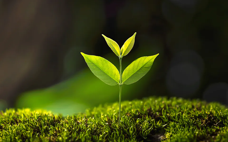 Junges Pflänzchen wächst aus Moos im Sonnenlicht Kleines grünes Pflänzchen wächst aus Moos im Sonnenlicht