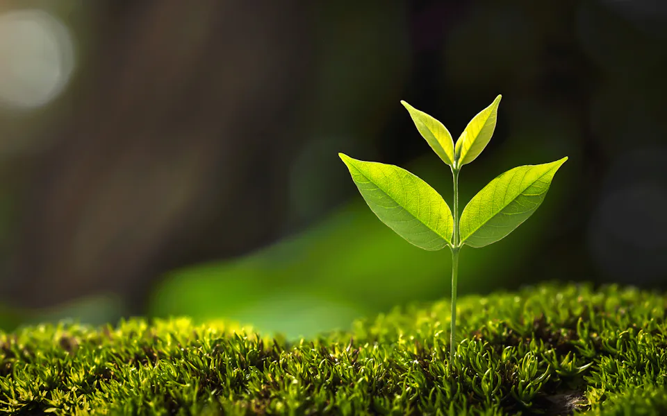 陽光下從苔蘚中萌芽的幼苗 陽光下從苔蘚中萌芽的幼苗