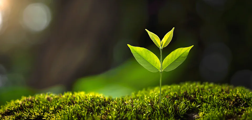 Young plant growing out of moss in sunlight Small green seedling growing out of moss in sunlight