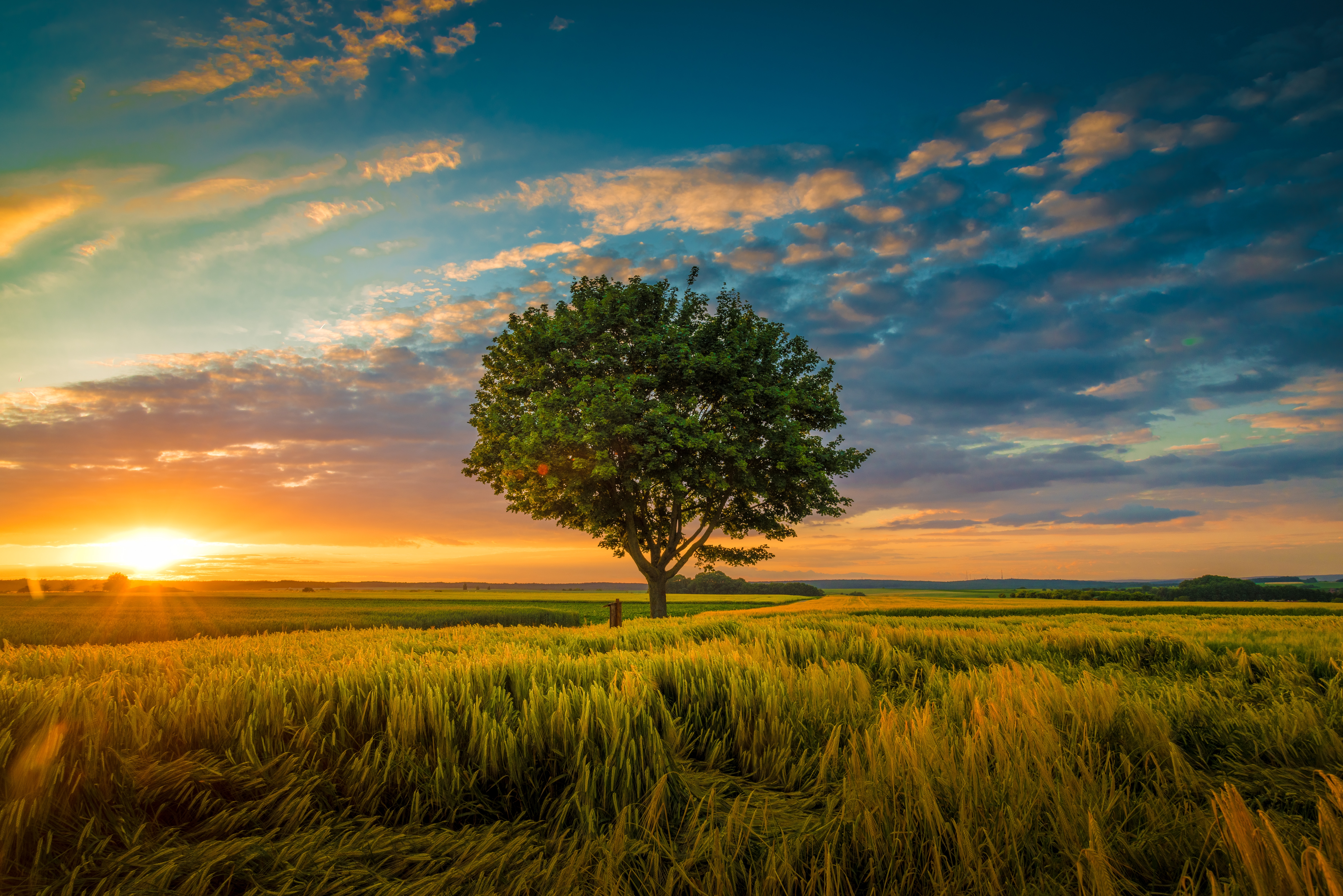 Wide-angle shot of a single tree on a field at sunset