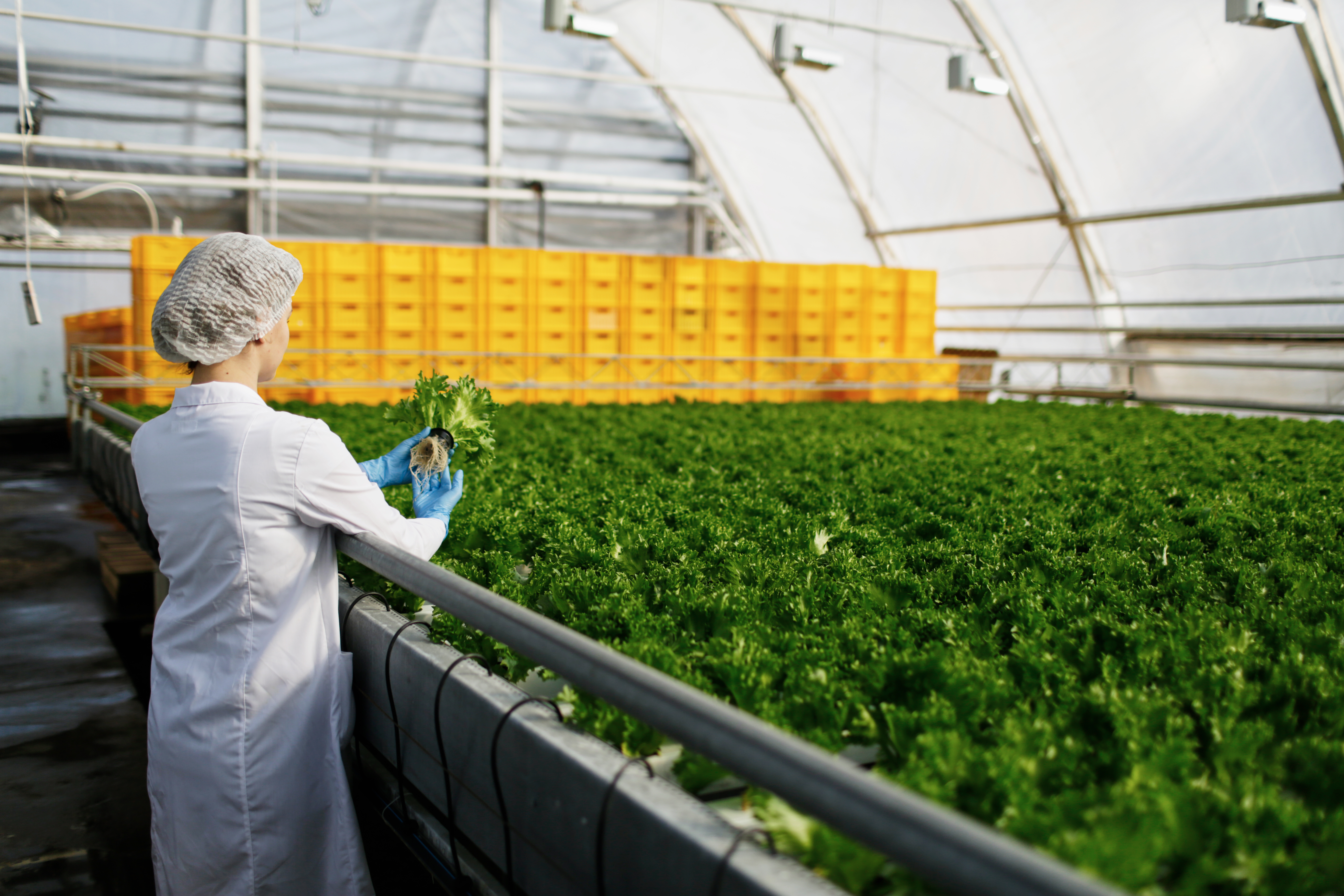 A person in a lab coat and hairnet inspects a lush green bed of leafy vegetables inside a large commercial greenhouse, with stacks of yellow crates in the background, highlighting sustainable agriculture and indoor farming practices.