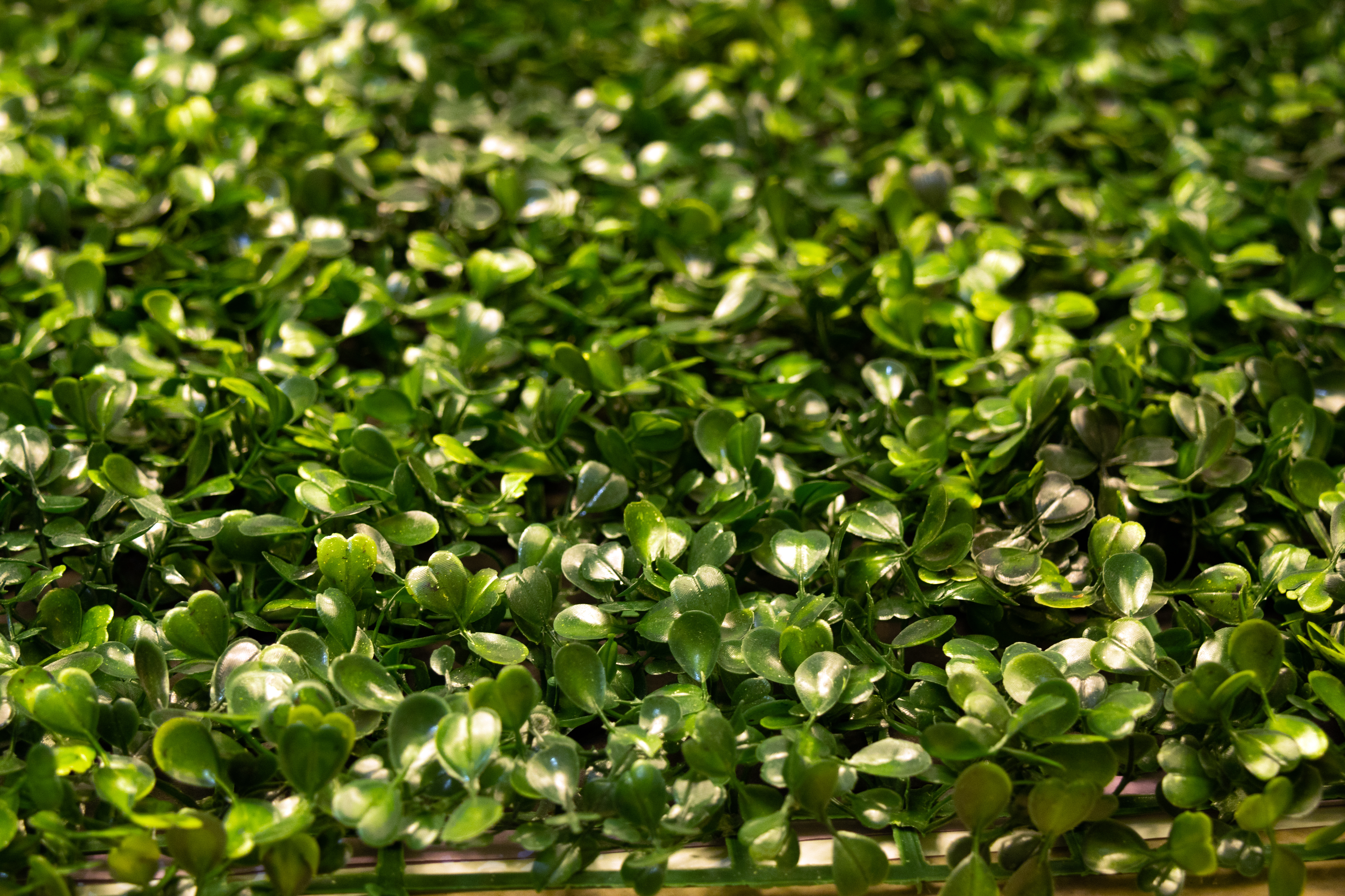 A dense carpet of green leaves from SALVINIAN floating fern covers the water surface in natural light.