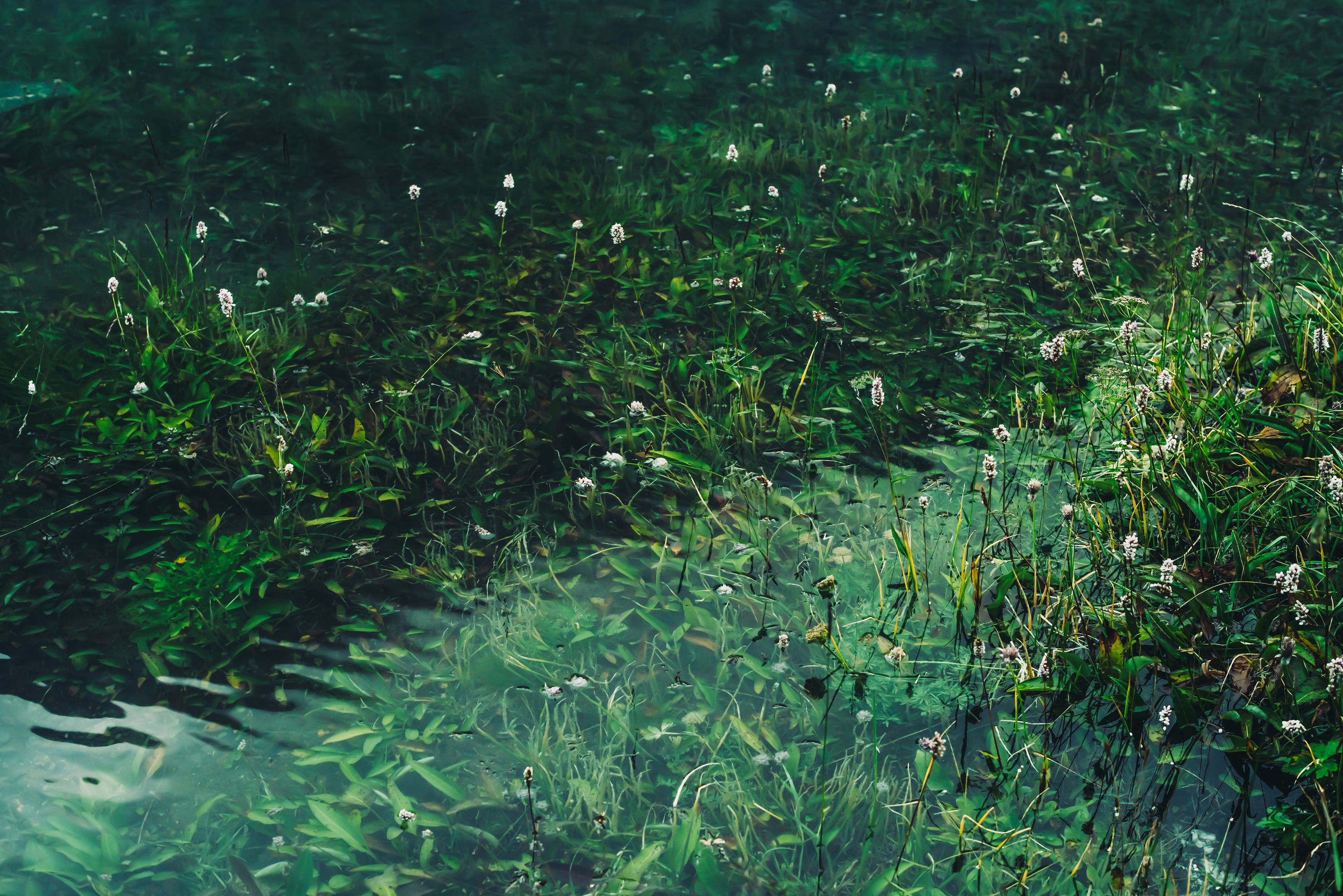A tranquil underwater scene shows lush green aquatic plants and small white flowers in a clear, natural pond.
