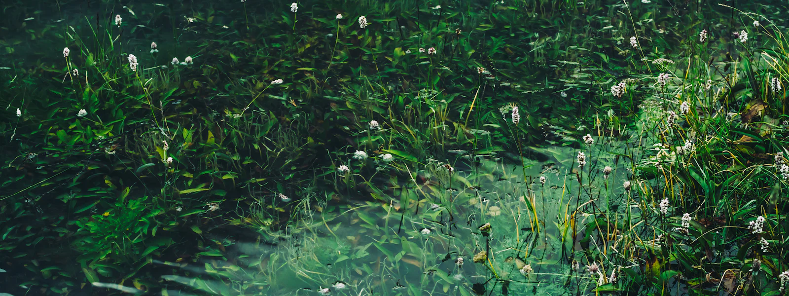 OTTELIA Wasserpflanze Beispielbild Eine ruhige Unterwasserszene zeigt üppige grüne Wasserpflanzen und kleine weiße Blüten in einem klaren, natürlichen Teich.