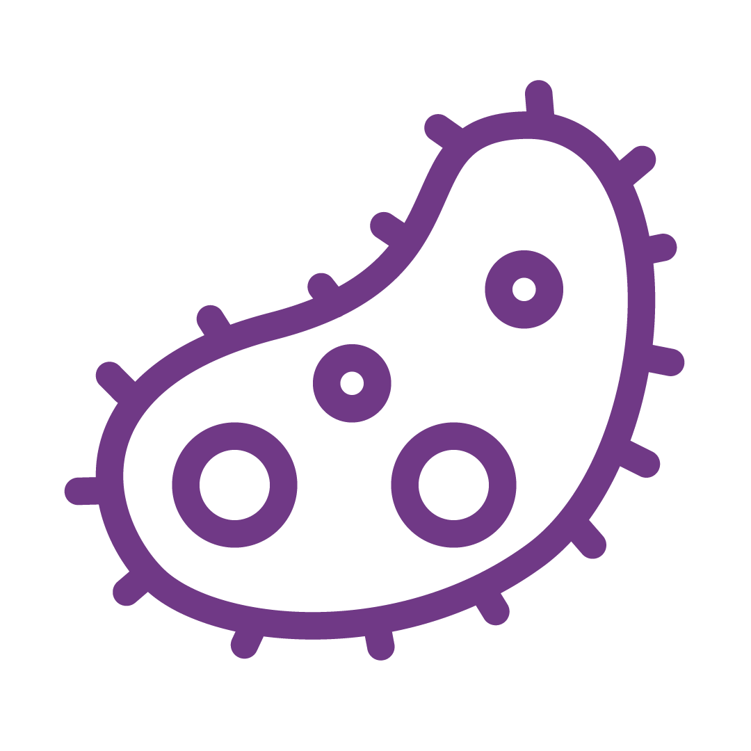 A simple illustration of a purple, single-celled microorganism, such as a bacterium, featuring circular internal structures and small protrusions on its surface.