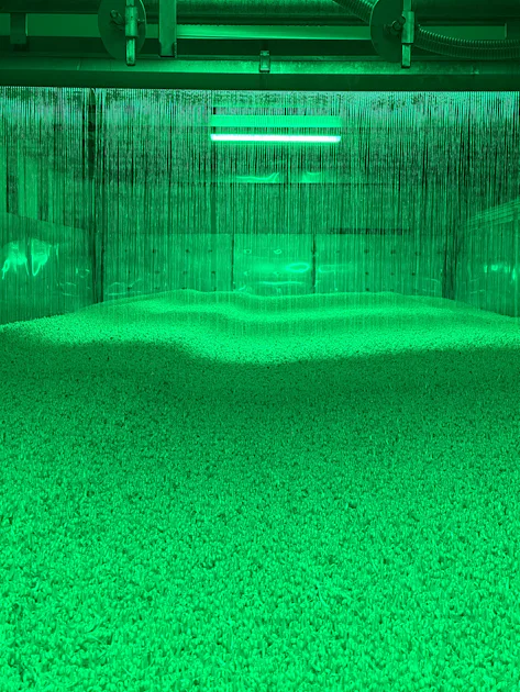 Evers Specials Sprouting Facility The seedlings are grown in a large, green-lit sprouting facility and covered with a layer of water.