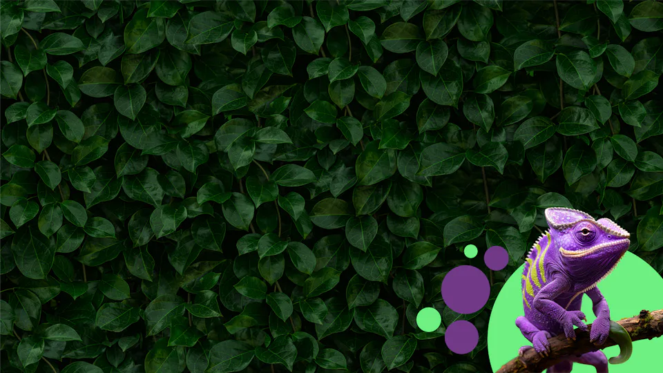 Violettes Chamäleon auf einem Ast vor einer dichten, dunkelgrünen Blätterwand, daneben grüne und violette Kreise.