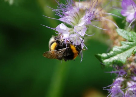 Bee on a plant