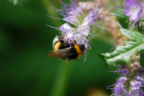 Bee on a plant