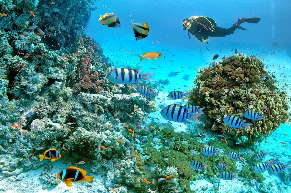 Underwater scene with exotic fishes with a diver and coral reef of the Red Sea